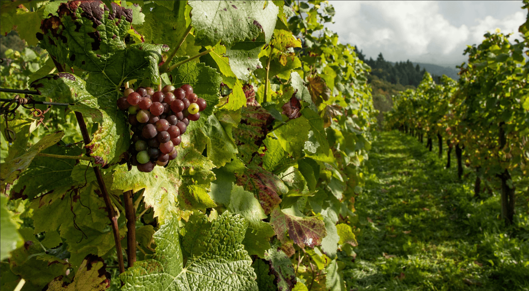 FARM TO TABLE EXPERIENCE