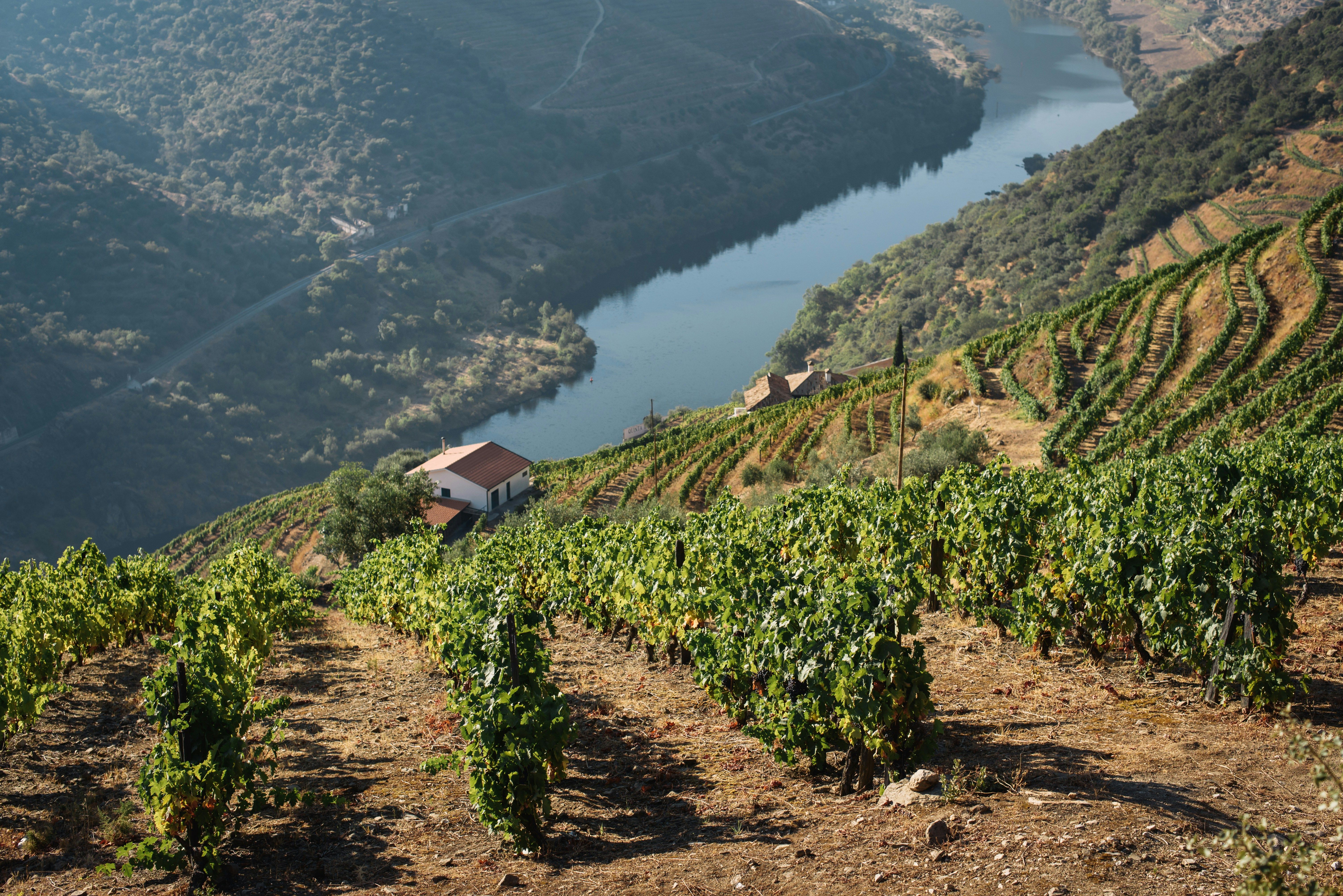 Day 6 | Douro Valley Wine Experience (Full Day)