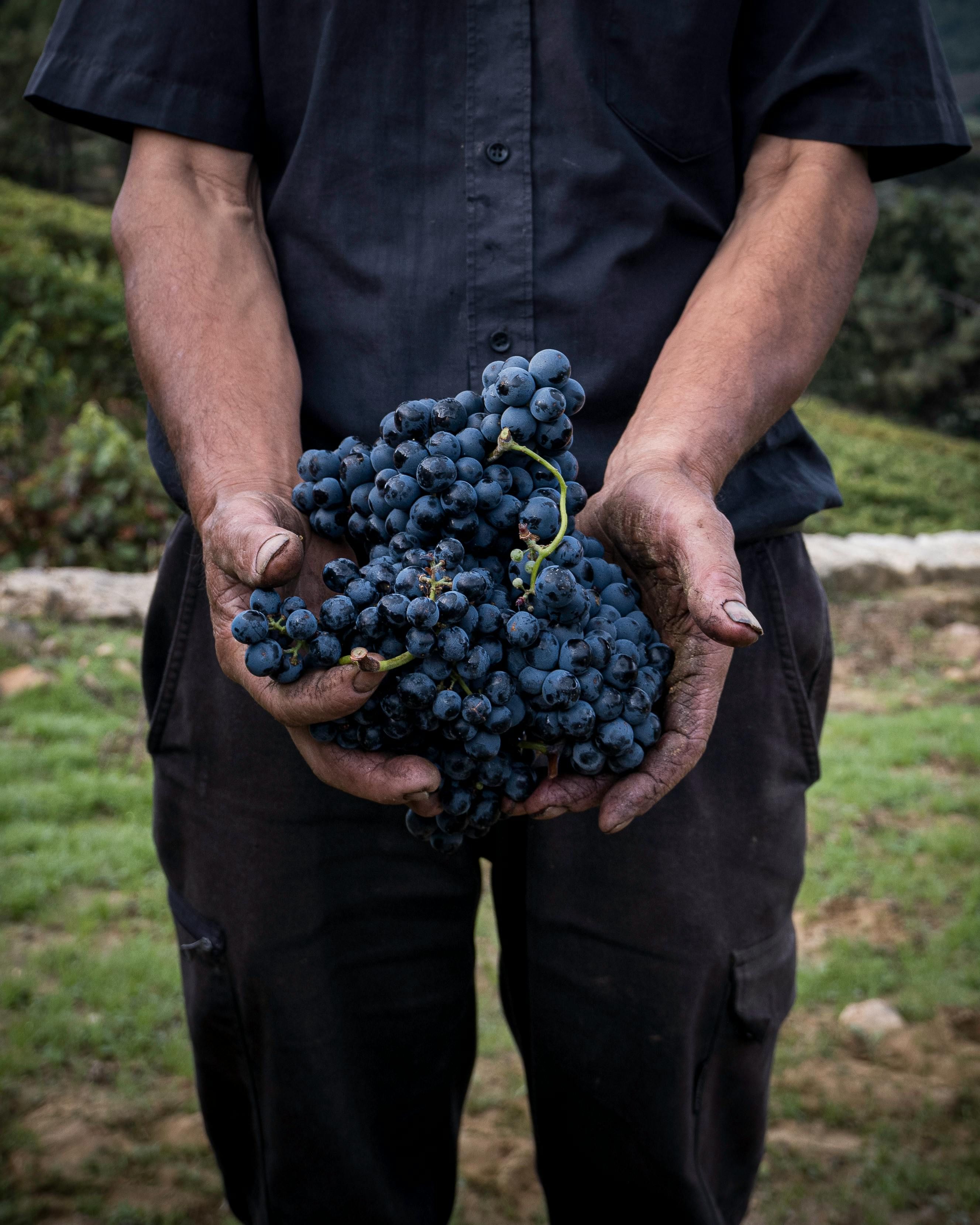 SETUBAL MARKET VISIT AND WINE TASTING
